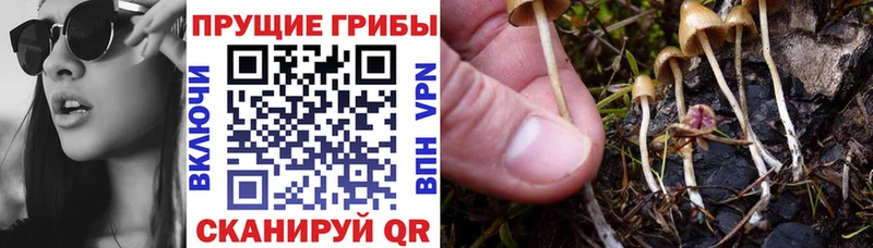 Галлюциногенные грибы GOLDEN TEACHER  закладка  Канаш 